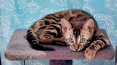 A Snow Charcoal Sepia Bengal showcases a creamy base coat with rich brown or taupe markings, enhanced by the influence of the Apb (charcoal) gene. This gene adds a striking wild essence to their appearance, including a dramatic mask-like face, dark tail tip, and bold, defined patterns reminiscent of their wild ancestry. The Apb gene amplifies the exotic, untamed look, making them truly captivating.