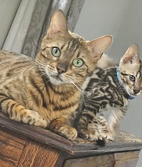 Akira, our stunning brown rosetted queen, is a testament to the beauty and nurturing spirit of Bengal mothers. Her vivid green eyes, a hallmark of brown Bengals.