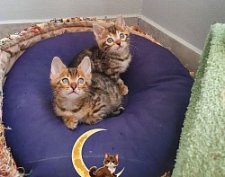 Our 6-week-old brown rosetted kittens at Tribal Fire Bengals S.A. are the epitome of wild beauty and playful charm.