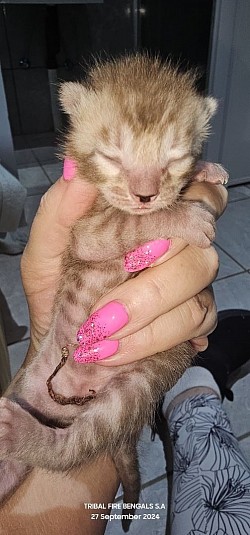 Introducing a precious newborn Bengal kitten, a perfect blend of innocence and promise.