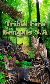 Tribal Fire Bengals S.A