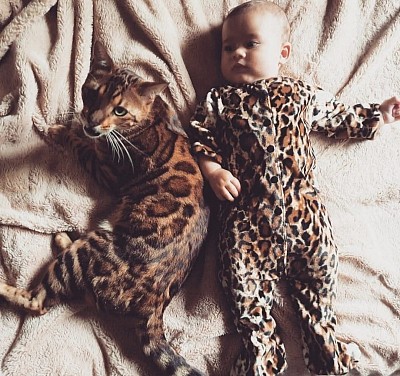 Bengals & their kids.