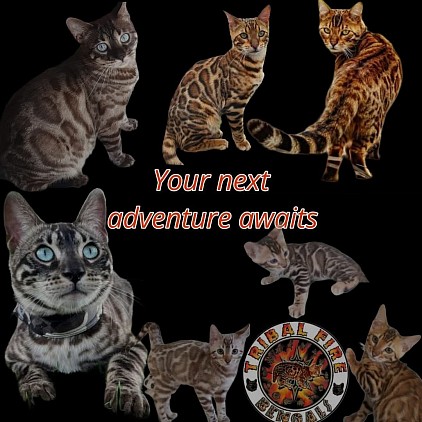 Let us help you find your purrfect bengal.