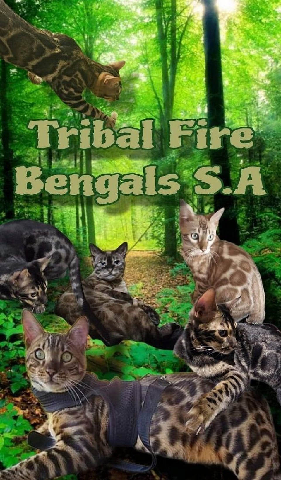 This captivating image showcases the vibrant essence of Tribal Fire Bengals S.A., set against the lush, verdant backdrop of a serene forest. The scene features a dynamic array of Bengal cats, each exuding its own unique charm and elegance. Their coats, adorned with striking rosettes, bold patterns, and glimmering hues, harmonize beautifully with the natural forest.