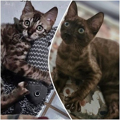 With their high energy and playful nature, they love to leap, climb, and even play fetch like a dog!
