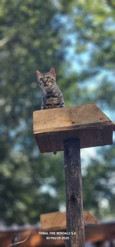 What does “hypoallergenic cat” mean?