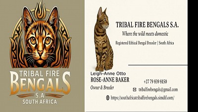Tribal Fire Bengals S A