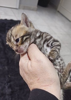 Some of our babies at the moment 4 weeks old .