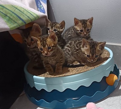 Brown kittens at 5 weeks old.