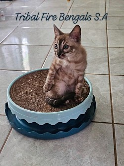 Snow charcoal mink kittens