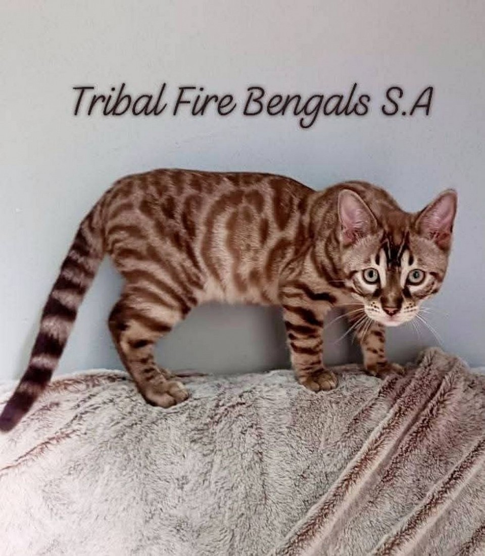 Charcoal mink 15 weeks