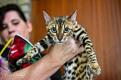 Kitara our show girl.